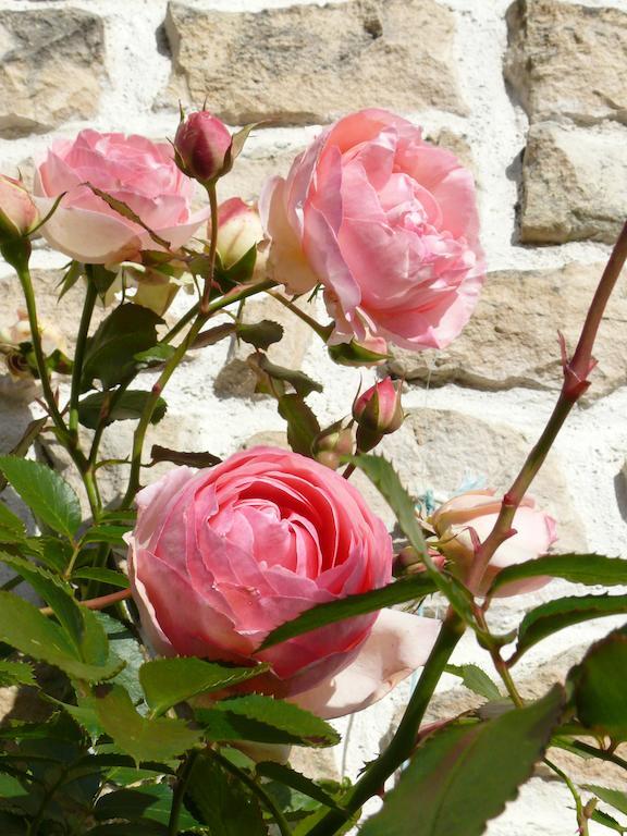 Le Clos De La Vigne Montreuil  Eksteriør billede